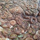 명동소바 이미지