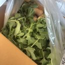 서진농장 | 아삭달콤 서진농장 여수 생 알타리무 3kg