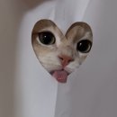 신진식품 | 스위치온 다이어트 1주차 후기 : 식단표, 식단 기록, 금기식품, 체중변화, 주의사항