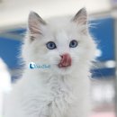 블루랙돌