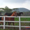 홈런목장 이미지