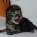 산타클라라동물병원 이미지