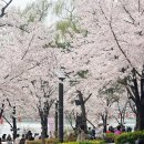 상반기 석촌호수 주말버스킹 | 석촌호수 벚꽃축제 피크닉 후기 먹거리 돗자리 명당 (4/3 현장)