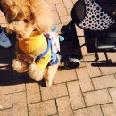 튼튼펫샵 이미지