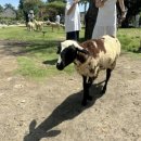 정해병목장 | klook travel) 즐거웠던 냐짱 내돈내산투어(판랑사막, 양떼목장, 포롱자라이 사원 / 판랑사막투어 준비물