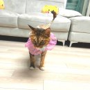 미용하냥 | [봉담2지구 미용하냥] 고양이 무마취 교감미용 가능한 곳~