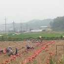 안성청과