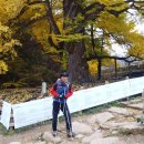 감투봉리조트 | 천태산-서대산 종주