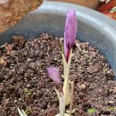 석양 속 생명의 날 이미지