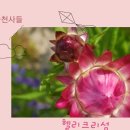 핑크/꽃자랑(넷) 이미지