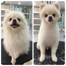 mm애견공방 이미지