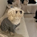 그루미송 이미지