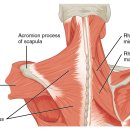 큰나무한의원 이미지