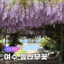 사회복지법인 여수애양병원 | 여수 애양병원 등나무꽃 직접 가본 솔직 후기(지금 가도 될까?)