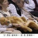 개팔자 상팔자 이미지