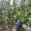 그린별어린이집 이미지