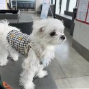 한국엘랑코동물약품(주) | 강아지 심장사상충약 강아지 구충제 크레델리오 플러스 수의사 처방
