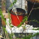 안경나무 이미지