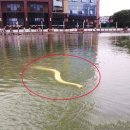 황금호숫가 이미지