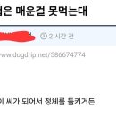 미국 간첩은 매운걸 못먹는대 이미지