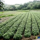 김진규농장 이미지