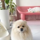 오마이펫 이미지