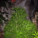 금송목재 이미지