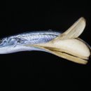 신세대@ 이미지