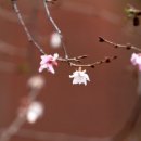 화아 이미지