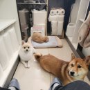 도그랭 강아지놀이방 이미지