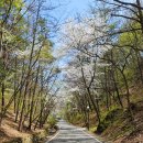 냉산(태조산)_숲길(등산)2코스 | 천안 태조산공원 무장애나눔길 산책 후기 걷기 좋은 숲길 추천