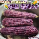 선일상사 | 강원도 흑찰옥수수 맛있게 찌는 법 선일팜 가족간식