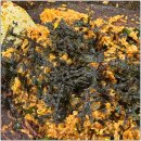 일번지 춘천닭갈비 이미지