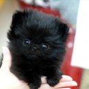 정퍼피클럽 이미지