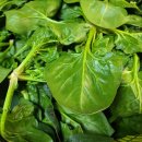 금치농장 이미지