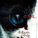 개고양이마켓 네이버블로그