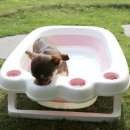 애견목욕탕 이미지