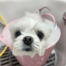 안나펫살롱 이미지