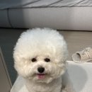 메트로상가 맞은편 앞 | 해운대애견비용 멍멍부띠끄 비숑 가위컷 스파 후기