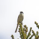 노랑때까치 Brown Shrike 몽골 이미지