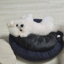 세종 (조은) 동물약. 병원 | [세종 고운동 동물병원] 비숑 남아 중성화 수술후기