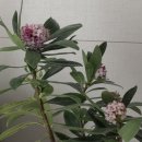 광일농원 | 향기가 너무 좋은 광일농원 천리향 구매리뷰