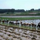 금성관광 상조 노동조합 | 새로운 한국형 커먼즈의 씨앗, 커머너 그리고 사회적경제