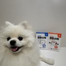 건강하개 | 강아지 음수량과 면역력, 눈 건강을 위한 건강하개 튼튼스틱 후기🐶