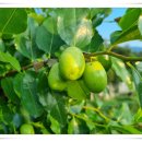 입맛을 살리는 밑반찬 요리 이미지