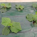 예지농장 이미지