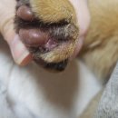 토군 이미지