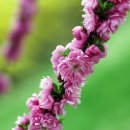 자연-꽃 이미지