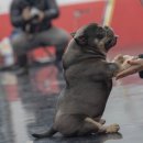 KGBKENNEL(케이지비켄넬) 네이버블로그