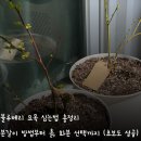 스위트포도농원 | 블루베리 묘목 심는법 총정리 분갈이 방법부터 흙, 화분 선택까지 (초보도 성공)